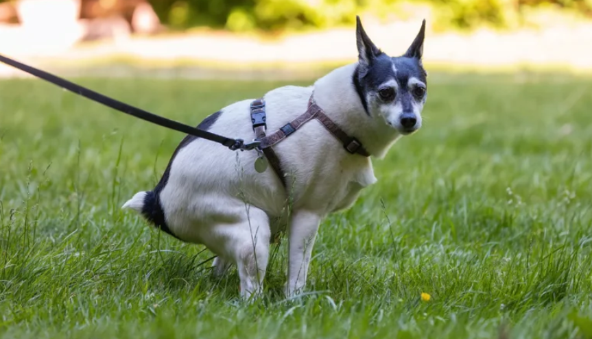 Signs You Need a Professional Dog Poop Pickup Service