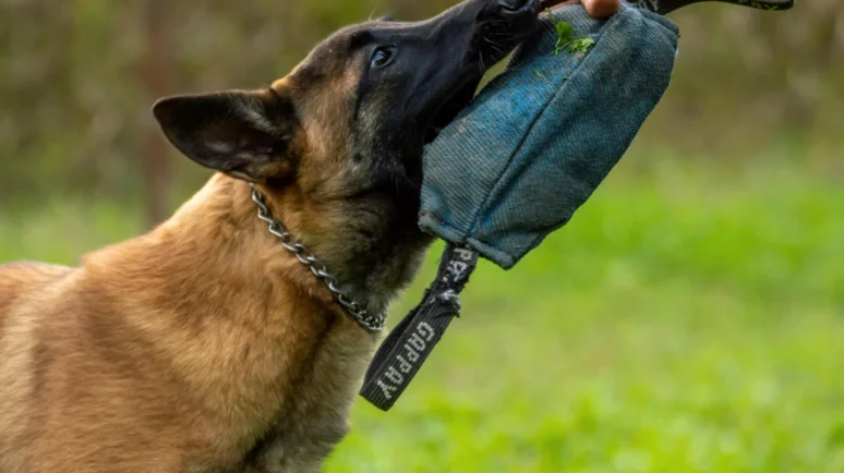 Why Scenario-Based Training Is Crucial in Modern K9 Handler Courses