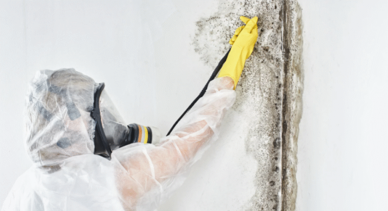 Top 5 Mold Remediation Companies in Atlanta That Improve Home Safety