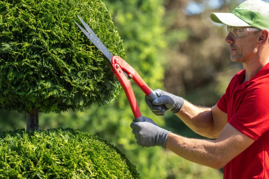 How Tree Trimming by a Professional Arborist in Canton Can Reduce Seasonal Allergies