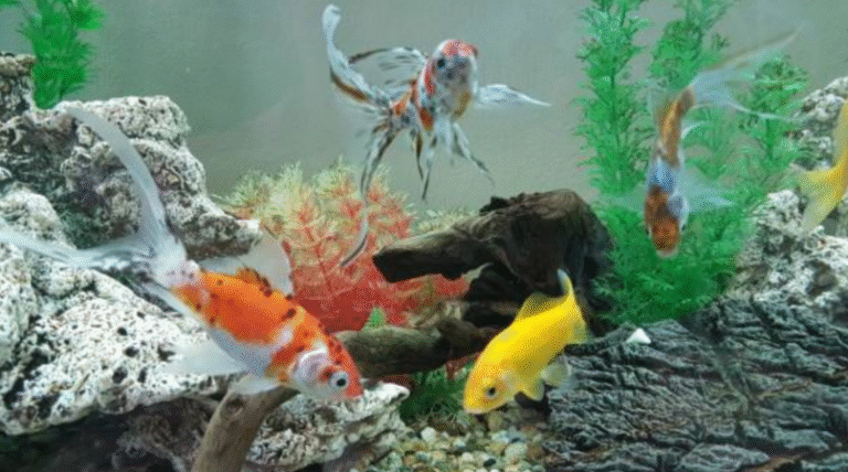 Veiltail Goldfish Care Guide: Creating the Perfect Goldfish Tank for Health Beauty and Longevity