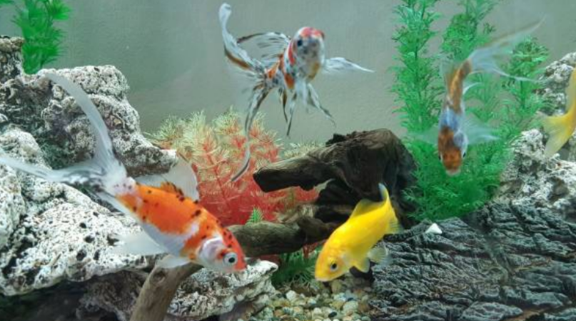 Veiltail Goldfish Care Guide: Creating the Perfect Goldfish Tank for Health Beauty and Longevity